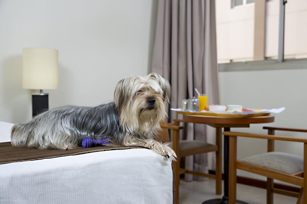 Stream Palace Hotel (Adults Only) Ribeirão Preto Екстериор снимка